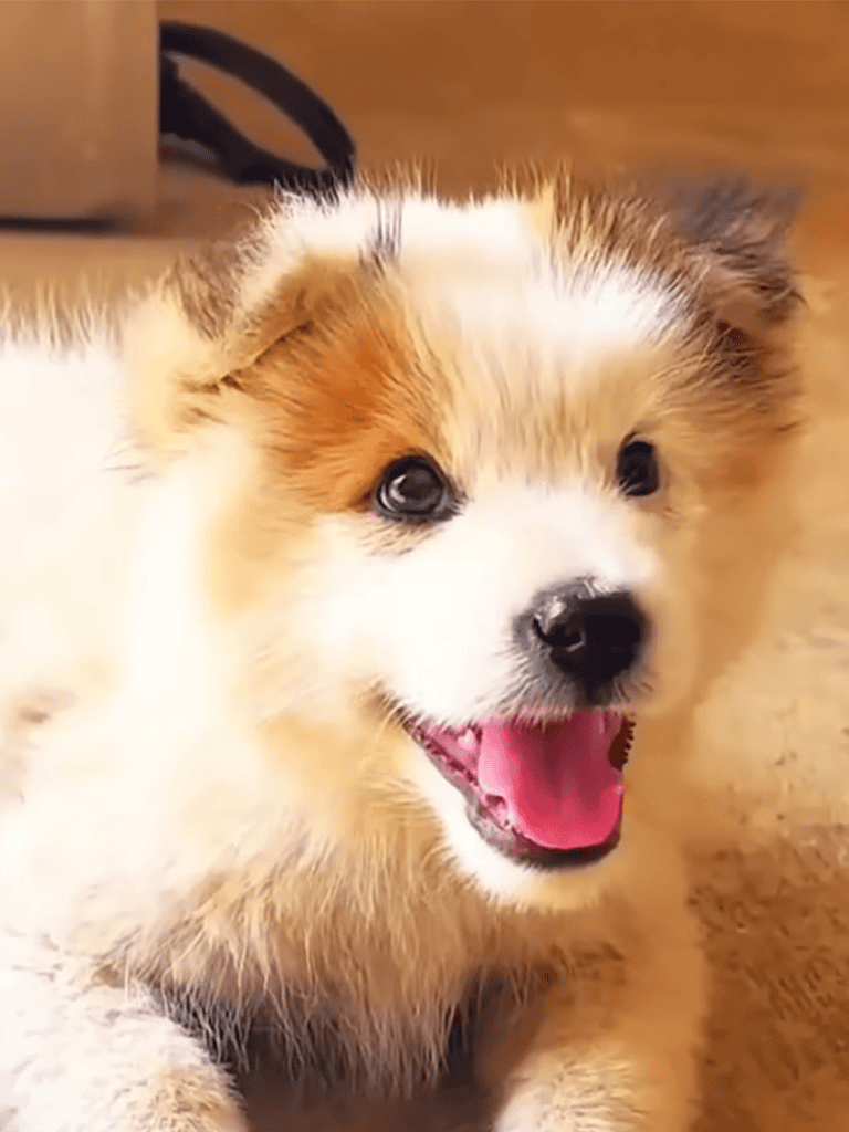 Adorable fluffy puppy with a happy expression and bright eyes.