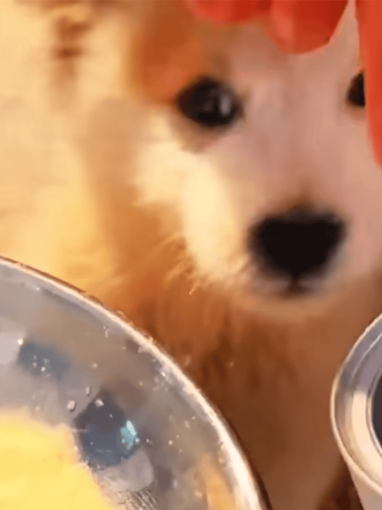Adorable puppy eager for food in close-up shot.