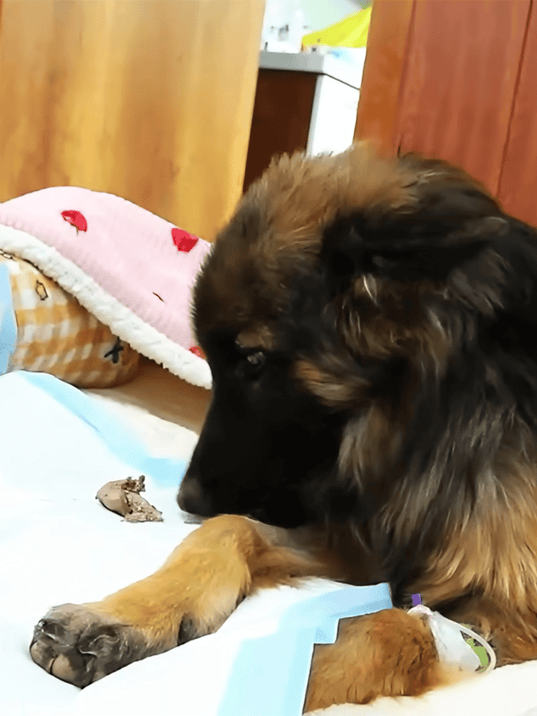 Dog care and companionship services for your pets available at Dogfix.com.