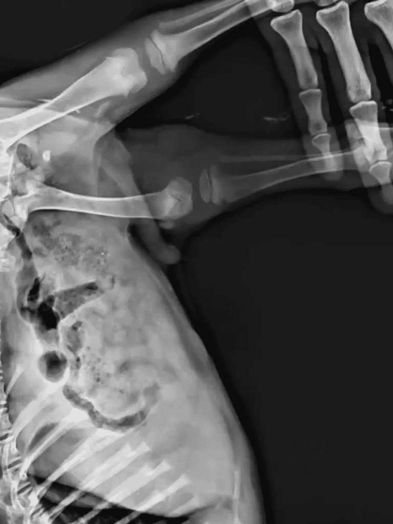 Dog fracture injury X-ray scan.