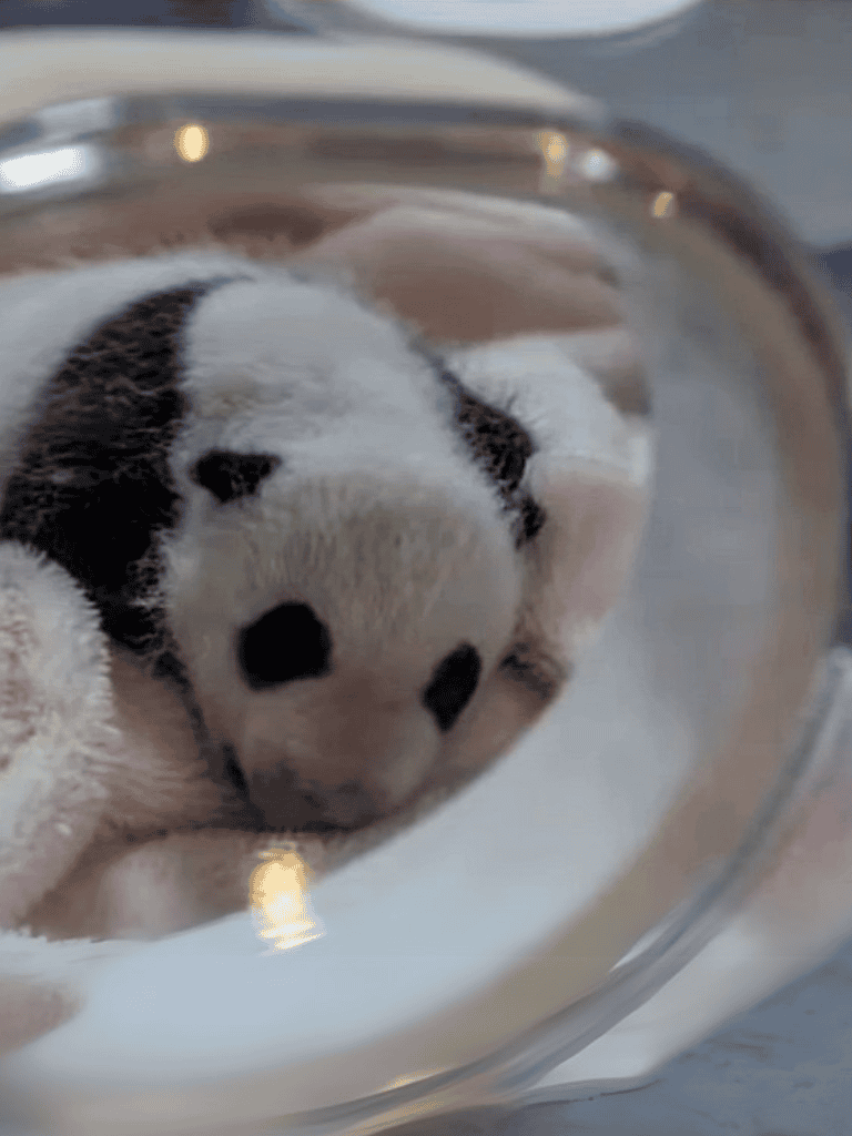 Adorable puppy drinking water through glass bowl, close-up of cute black and white puppy.