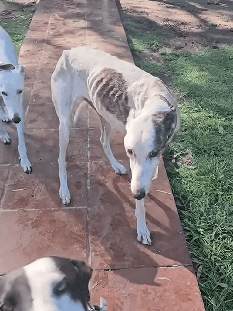 Cute Greyhound and other dogs outside.