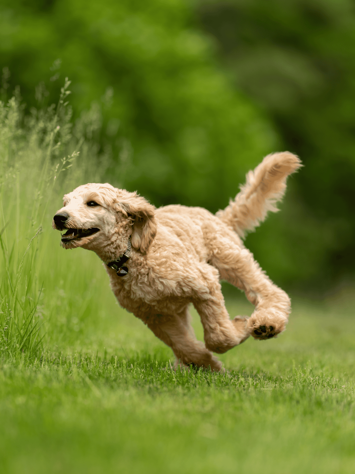 Adorable golden doodle puppy running happily in a lush, green park setting, showcasing joy and energy.