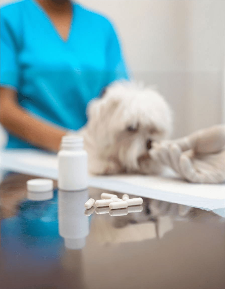 Dog medicine and wellness supplements for dogs.