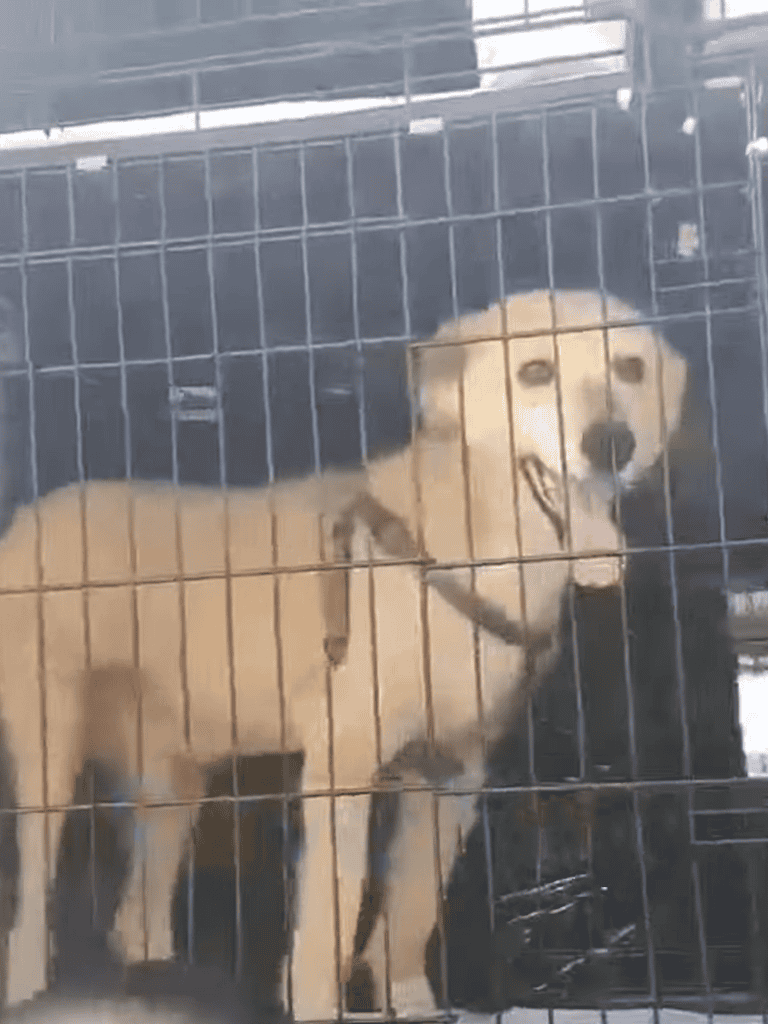 Dog rescue in a cage, waiting for a new home, shelter dog care, vulnerable dog in captivity.