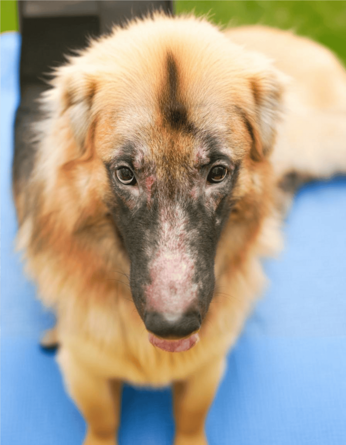 Sad-looking dog with skin issues, seeking veterinary care or dog wellness solutions.