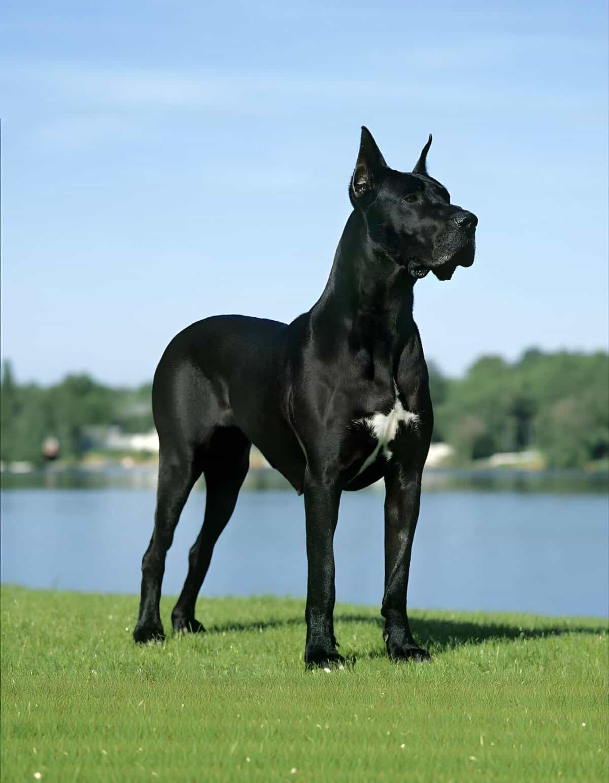 Smart black Great Dane standing on grass at lakeside.