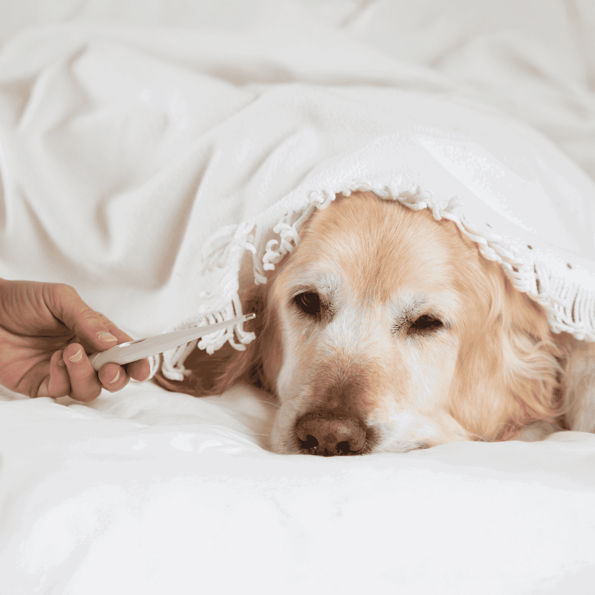 Thermometer being used on a sleepy golden retriever dog.
