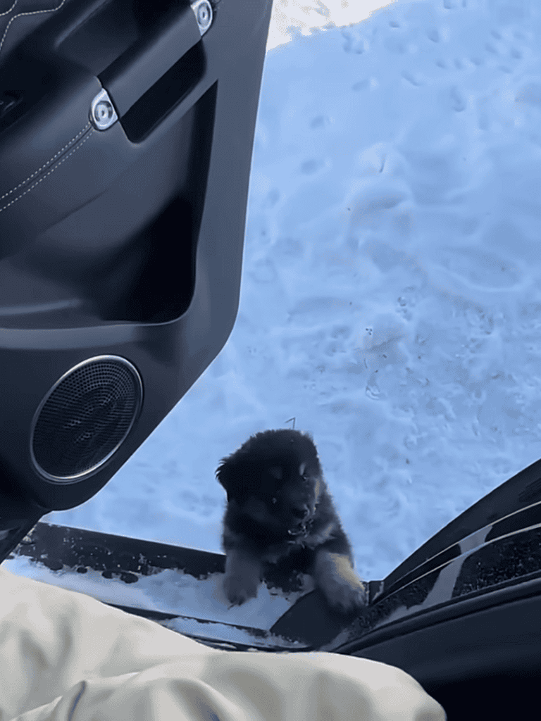 Adorable puppy climbing into car through snowy ground. Perfect for winter pet travel care.