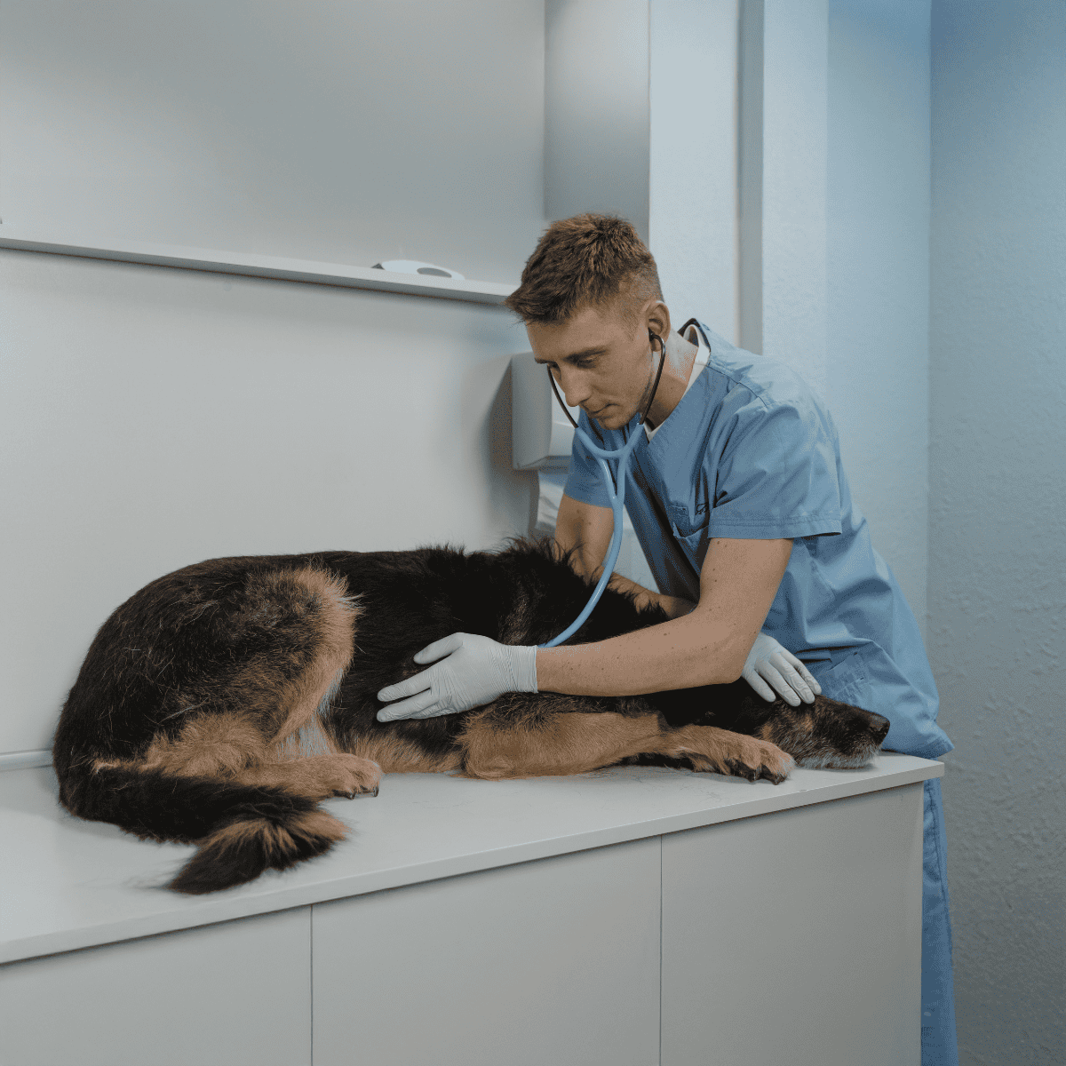 Veterinary exam for dog at clinic with veterinarian in scrubs.