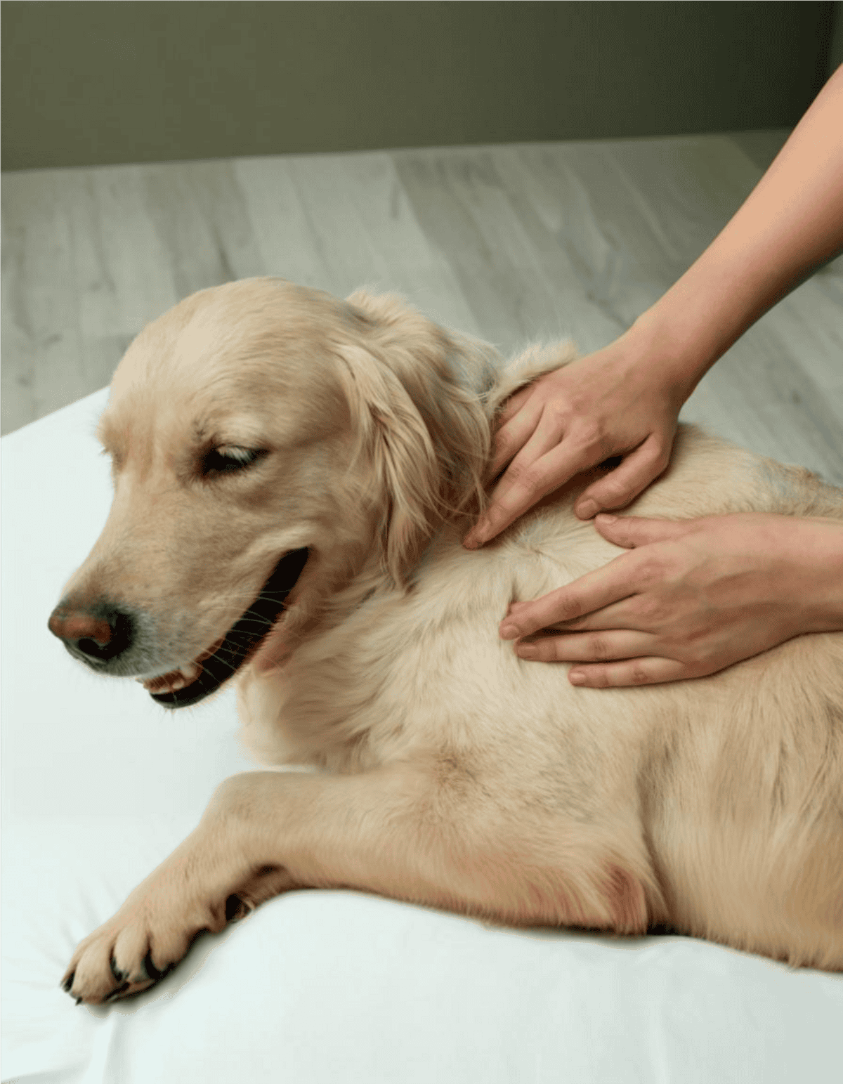 Dog receiving professional grooming care.