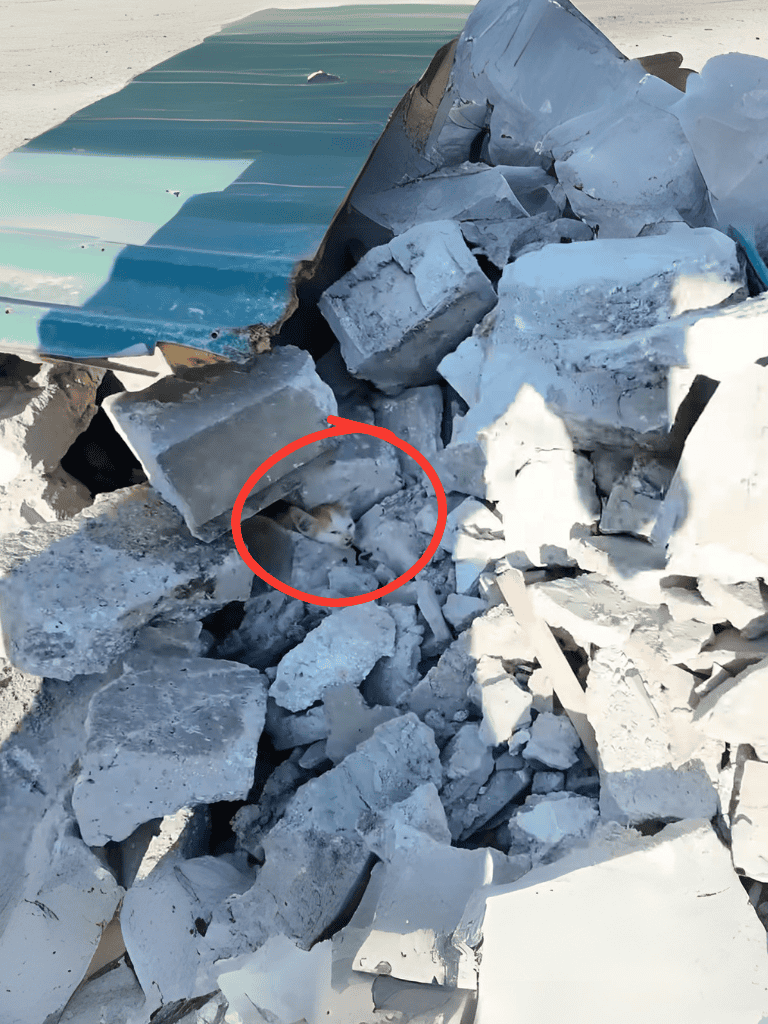 Dog hiding among rubble and debris after structural collapse.