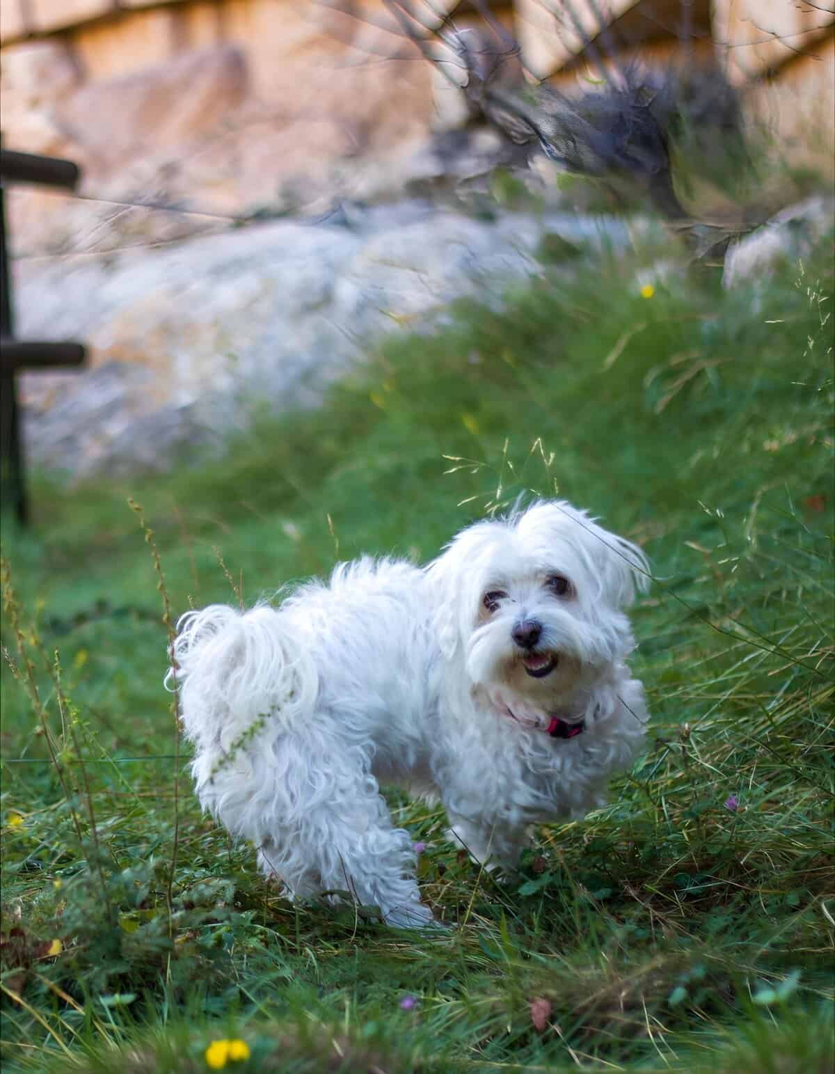 Adorable small white dog with curly fur enjoying nature in a garden or park setting.
