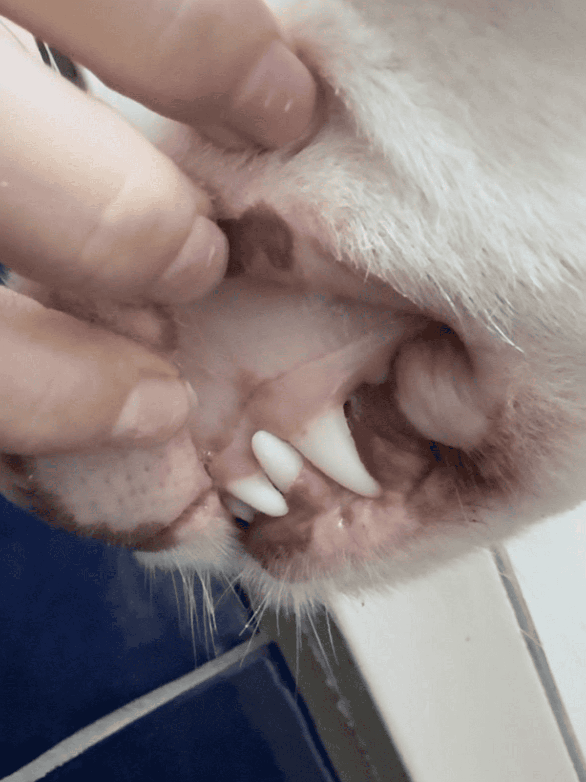 Close-up of a dog’s mouth being examined for dental health.