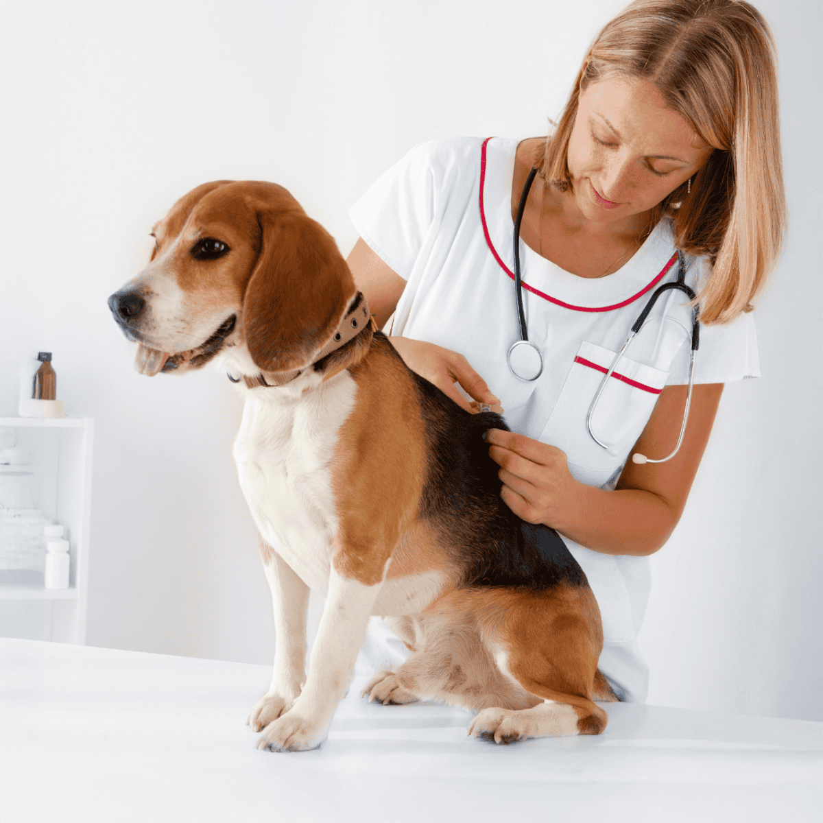 Friendly dog vet checkup scene.