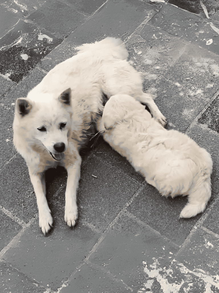 Adorable white Siberian Husky puppies resting on a paved surface.