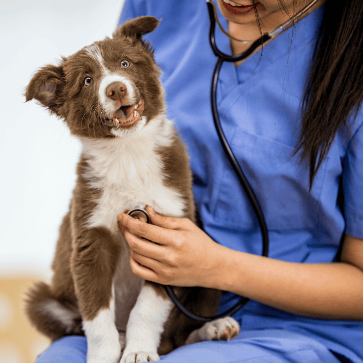 A veterinarian uses a stethoscope to examine a happy, healthy border collie puppy.