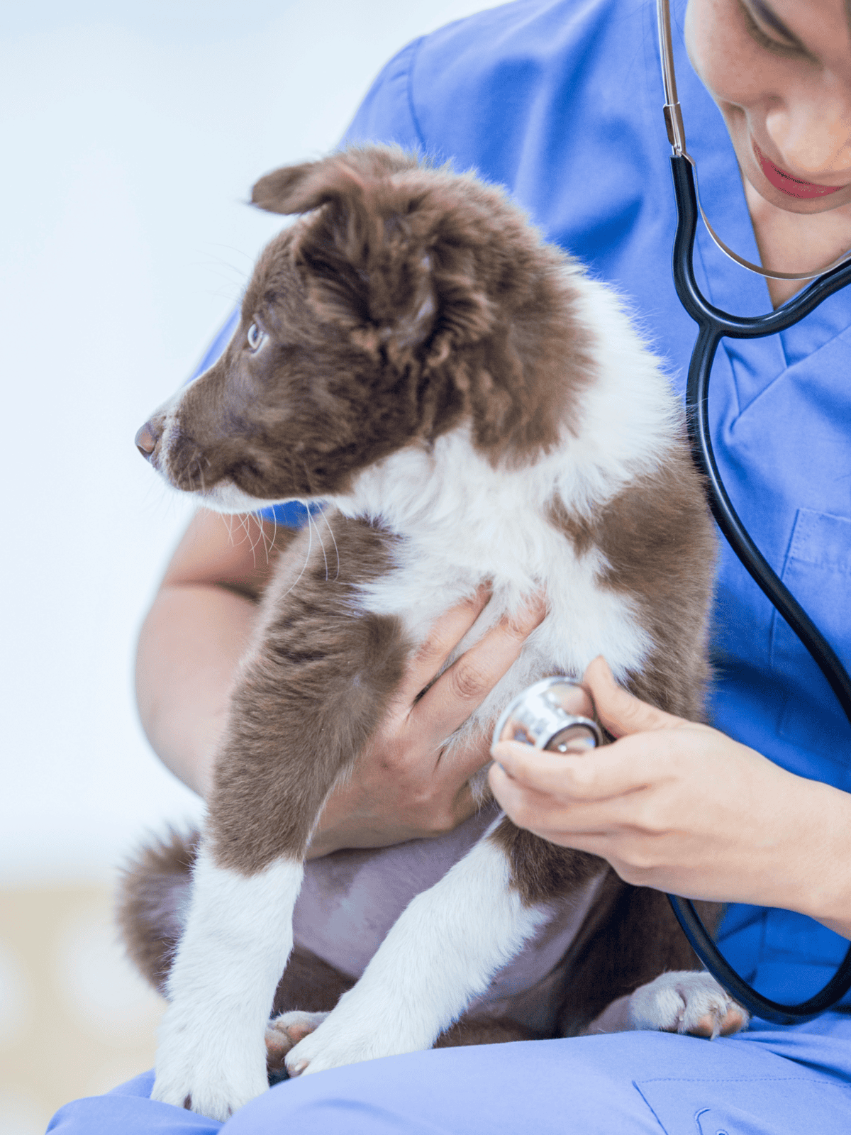 Veterinarian examining a cute puppy with a stethoscope for pet health checkup.