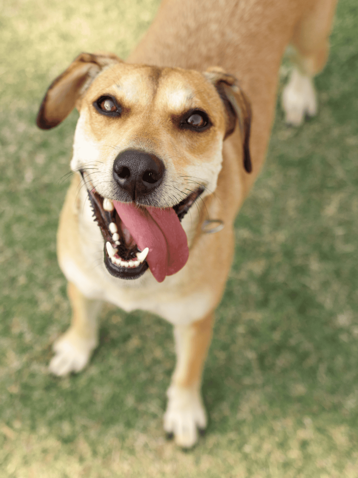 Friendly happy dog with tongue out, enjoying outdoors on grass.