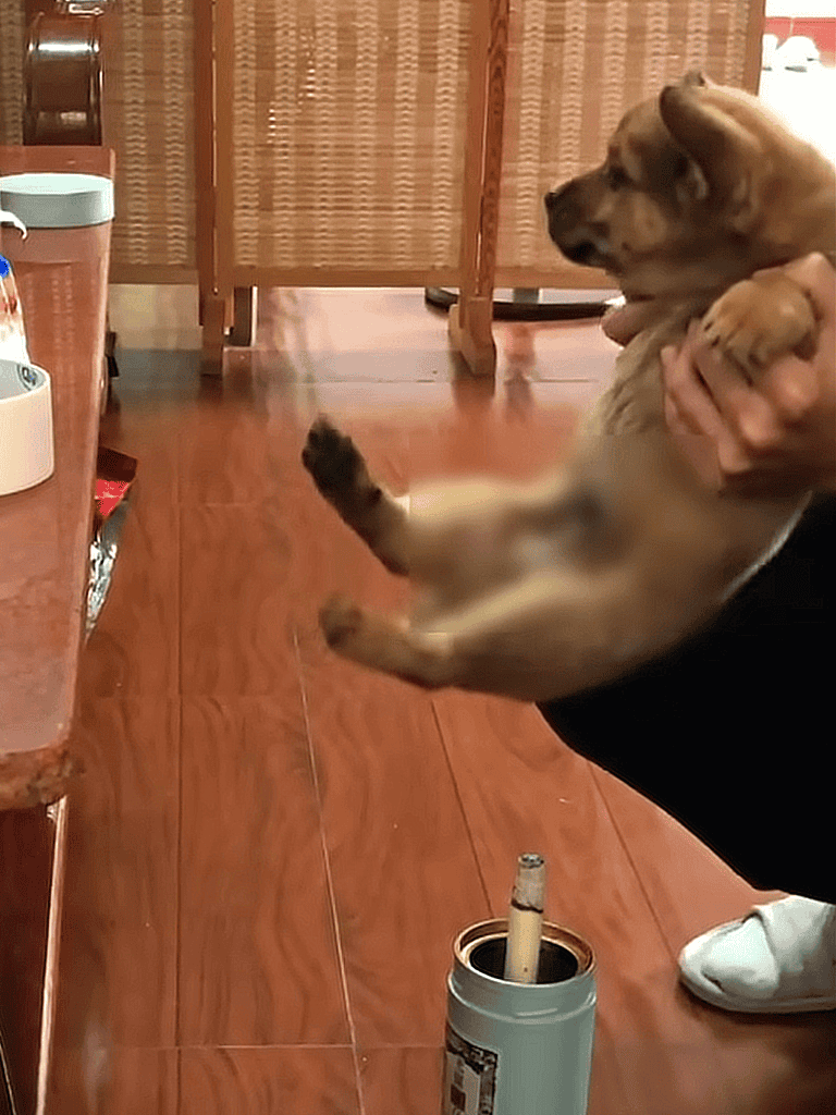 Cute puppy being held, indoors in a cozy environment, showcasing playful and loving behavior.