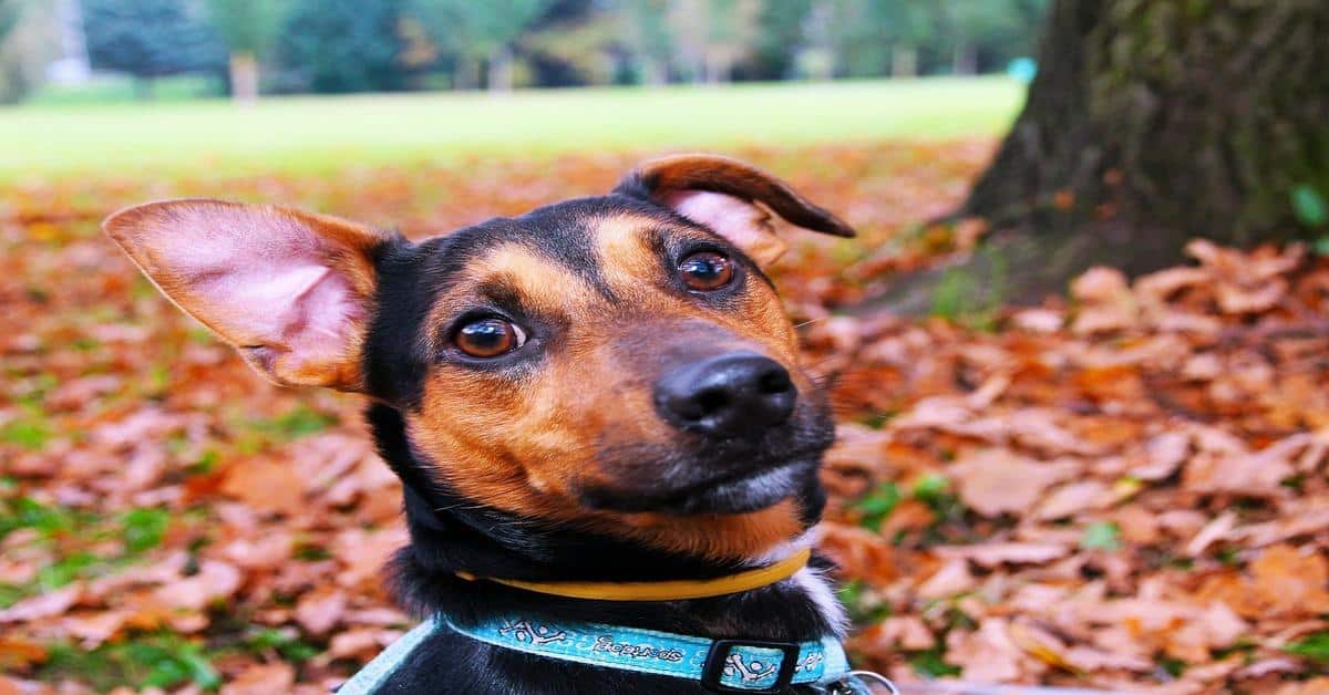 Adorable dog enjoying autumn leaves outdoors, perfect for pet walking and outdoor activity photos.