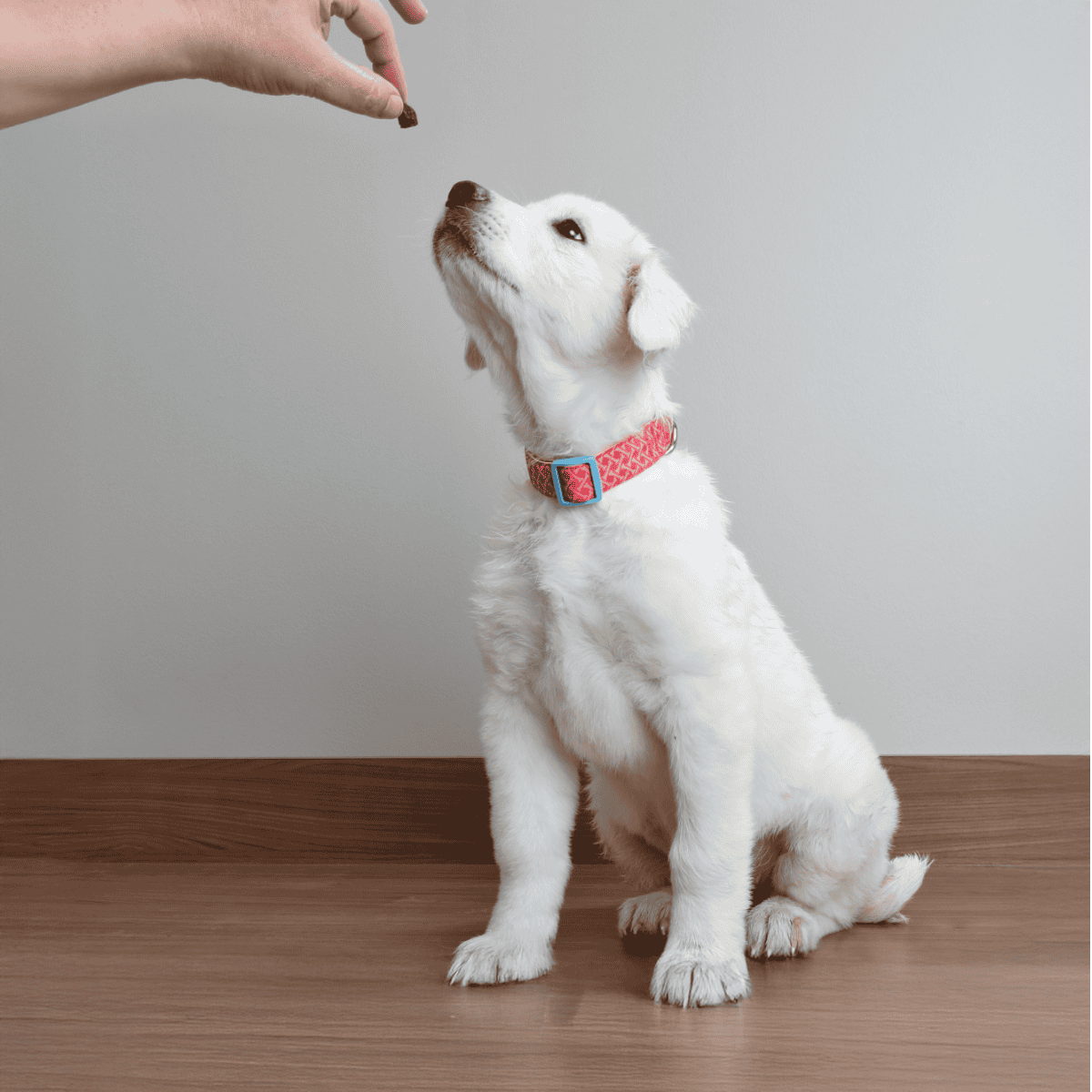Dog sitting attentively for treat during training session.