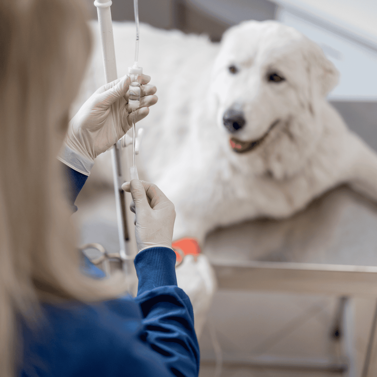 A veterinarian giving IV fluids to a cheerful dog at a veterinary office, providing essential pet health care services.