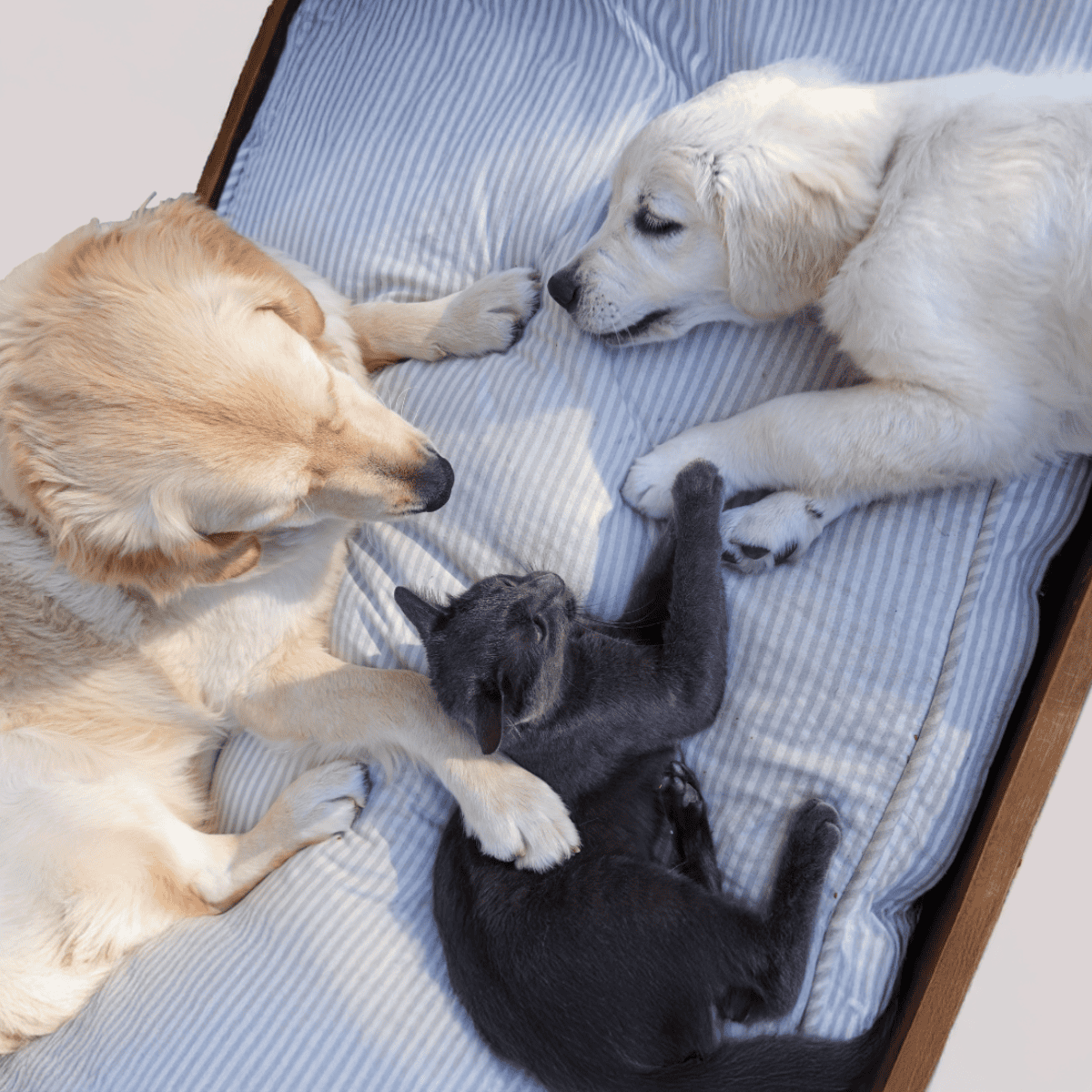 Adorable puppies and a kitten resting together, perfect image for pet care, health, and companionship.