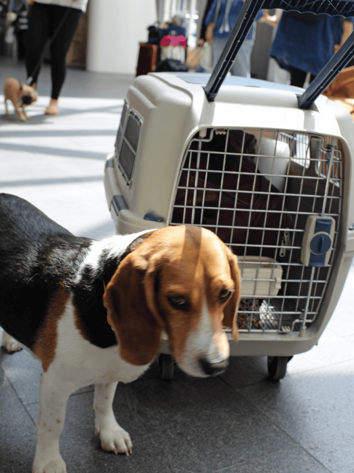 Dog crate for pet travel and transportation on Dogfix.