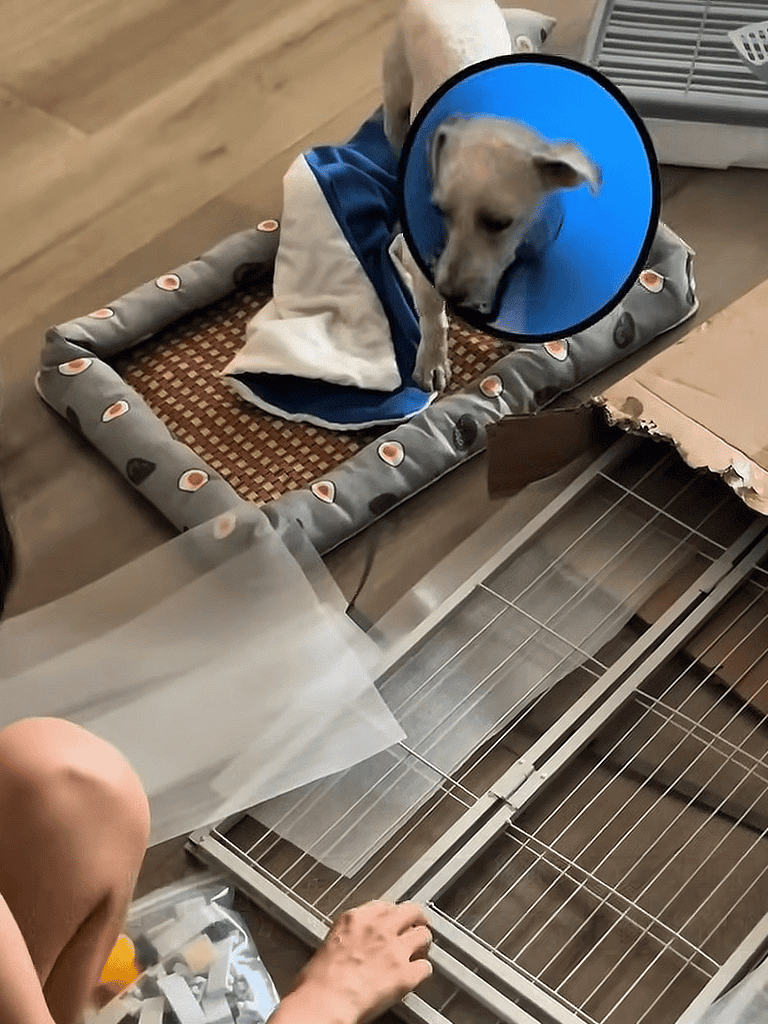 Secure dog collar and protective cone for pet health.