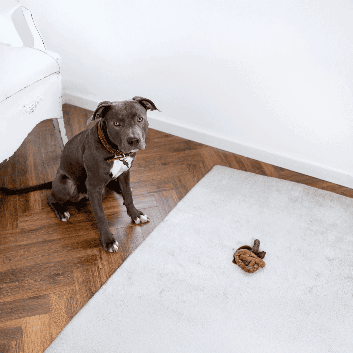 Dog patience, training, calm behavior, dog toys, pet care.