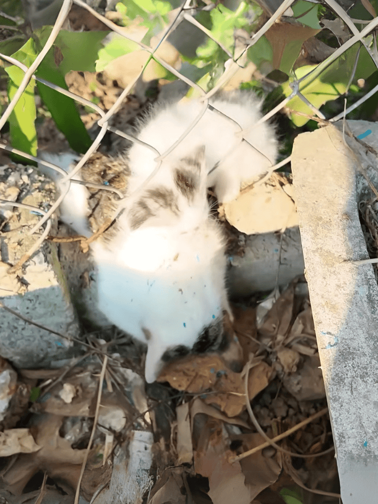 Adorable stray kitten hiding among leaves and debris outdoors.