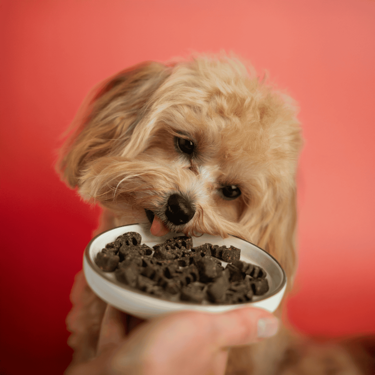 Adorable puppy enjoying healthy dog treats in a bowl, perfect for pet nutrition and training.
