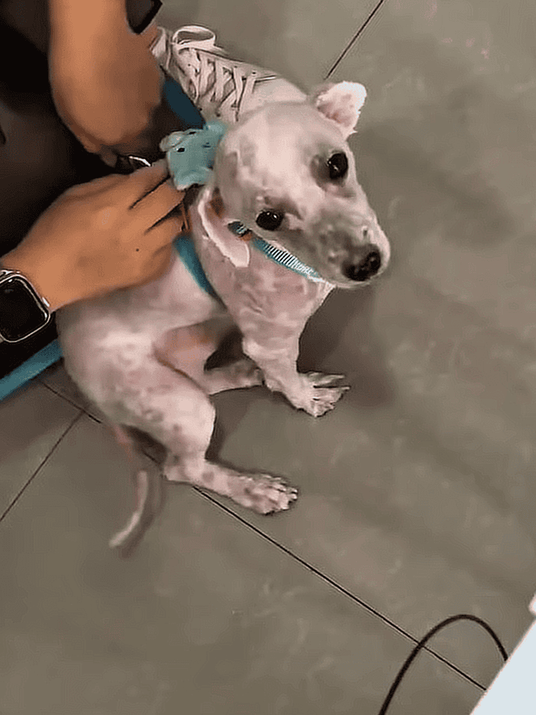 Adorable dog with shaved coat, looking at camera while sitting on tiled floor.