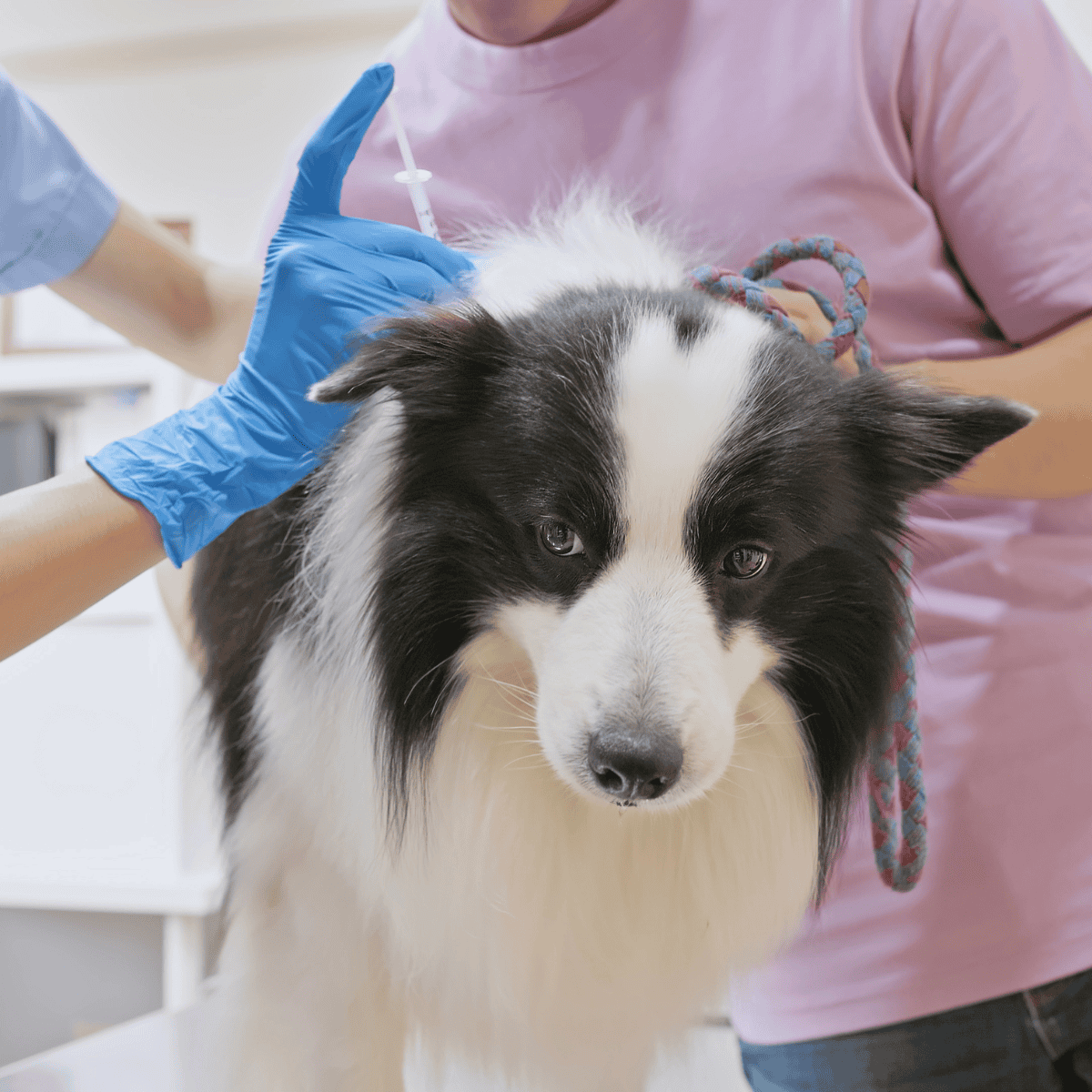 Veterinarian giving a vaccination to a Border Collie dog for health protection.