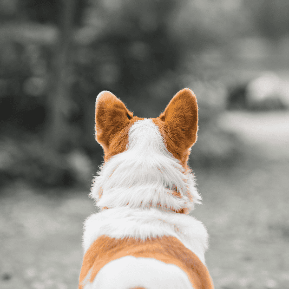 Dog rescue and health tips.