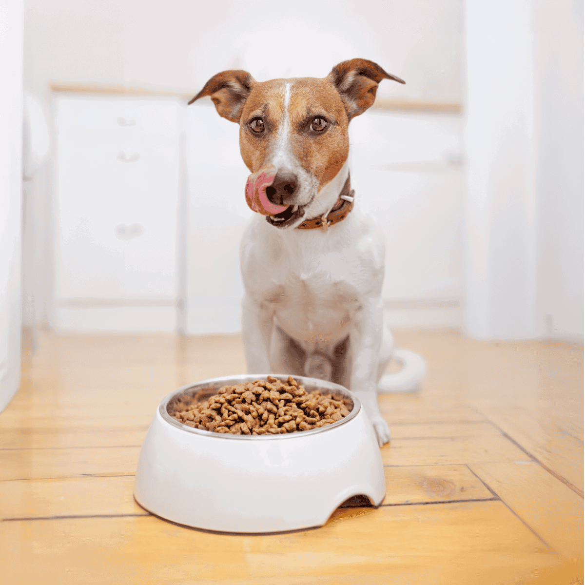 Dog eating dry kibble from a white bowl at home.