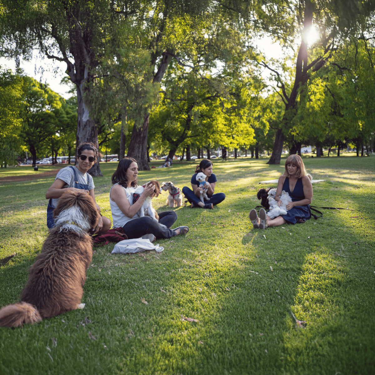 Enjoy a relaxing afternoon with dogs at the park, perfect for pet lovers and dog owners.
