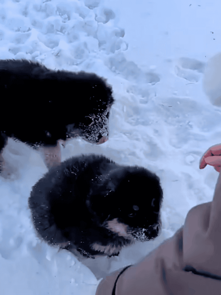Adorable puppies playing in the snow, winter outdoor fun with dogs, cute dog engaging in snow activity.