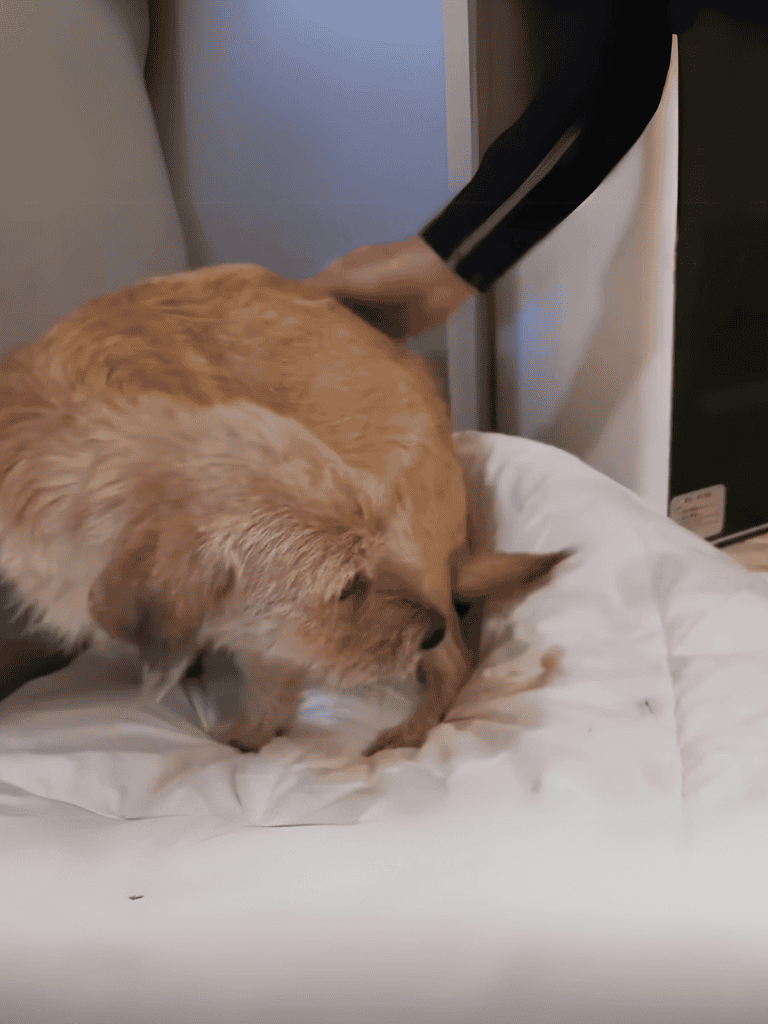 Dog getting a health check at veterinary clinic.