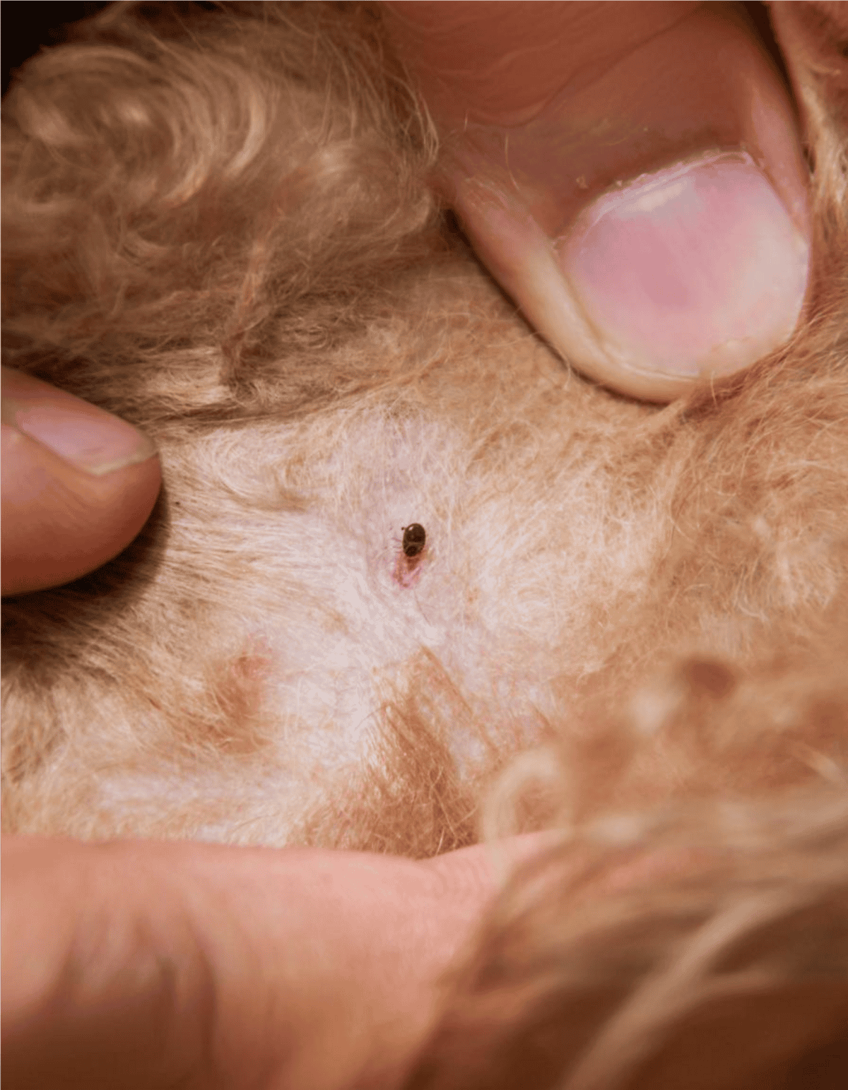Close-up of flea bite on dog’s skin with skin irritation.