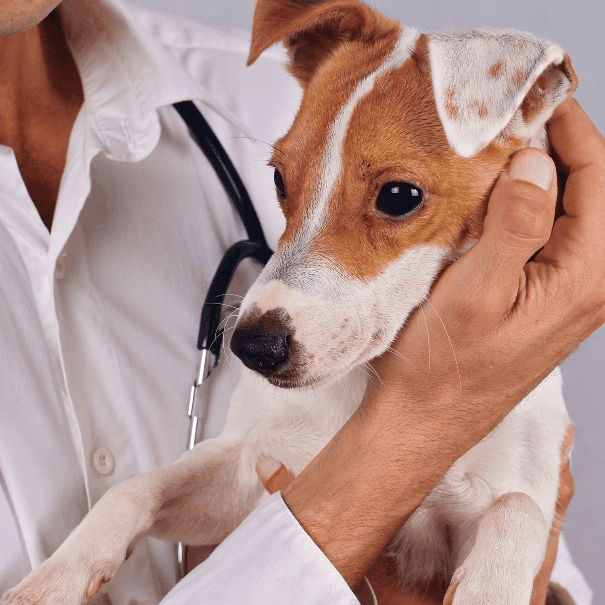 Vet care for puppies, dog health services, professional pet veterinarian.