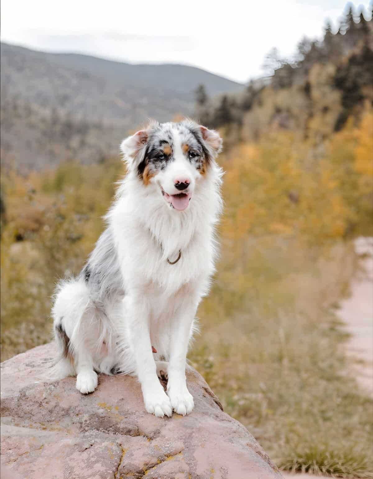 Cute Australian Shepherd puppy enjoying outdoor adventure in scenic mountain landscape.