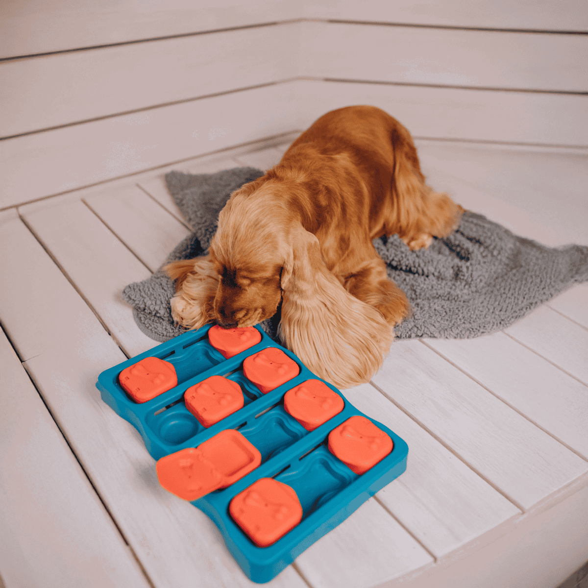 Dog playing with a treat-dispensing puzzle toy.