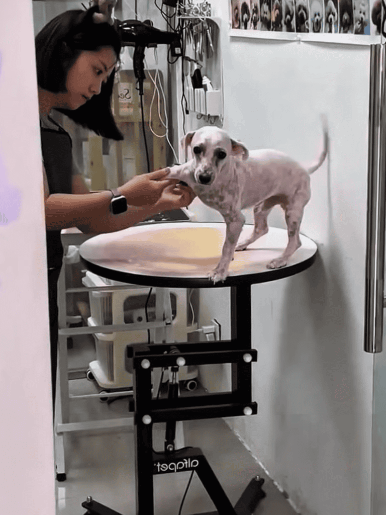 Vet grooming pet dog for health and hygiene.