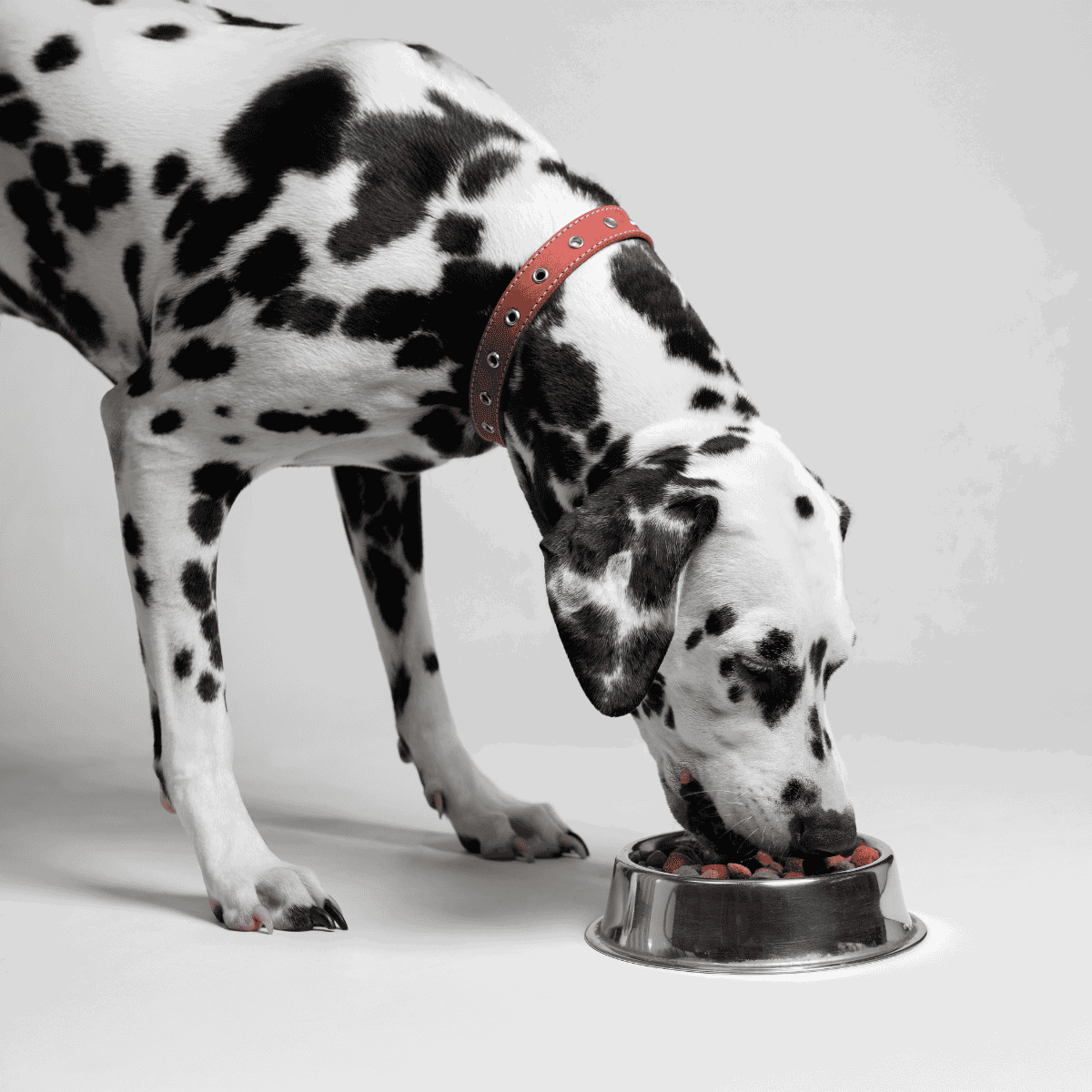 Dalmatian dog with black spots eating from a metal dish, showcasing pet food and dog care.