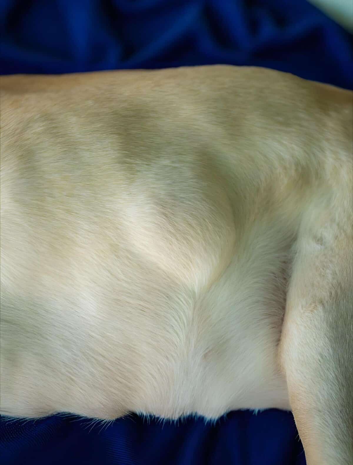 Close-up of a dog’s smooth, shiny, and healthy coat with soft fur.