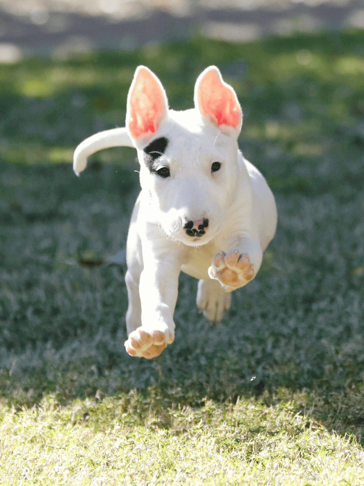 Adorable puppy in motion, ideal for pet care and dog training tips.