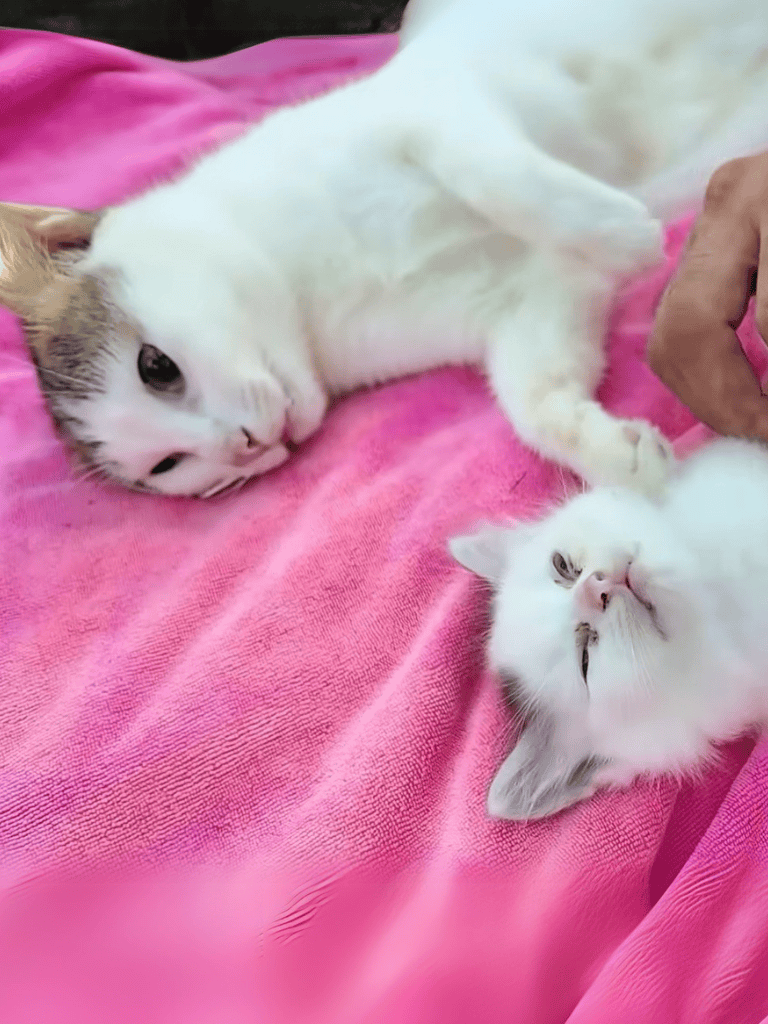 Cute white kittens lying on pink blanket, relaxing and bonding.