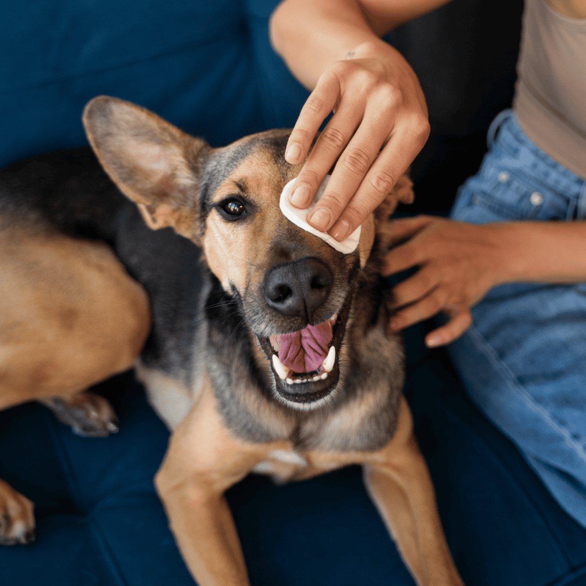 Gentle dog grooming and paw cleaning at Dogfix.com enhancing pet health and well-being.